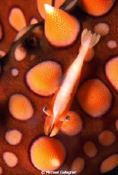 Sea star shrimp on Egyptian sea star by Michael Gallagher 